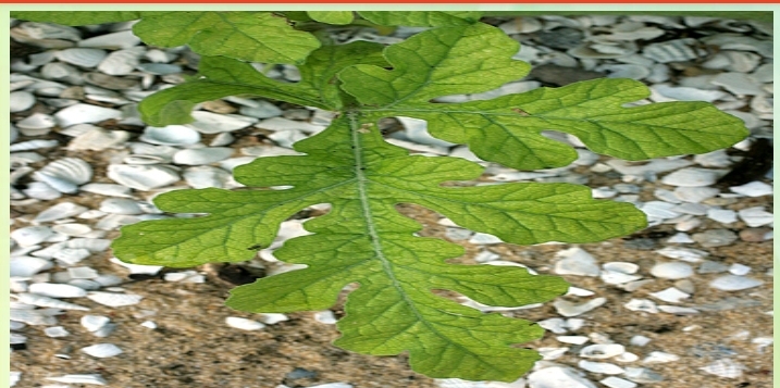Note : Intervenal Chlorosis of Leaves